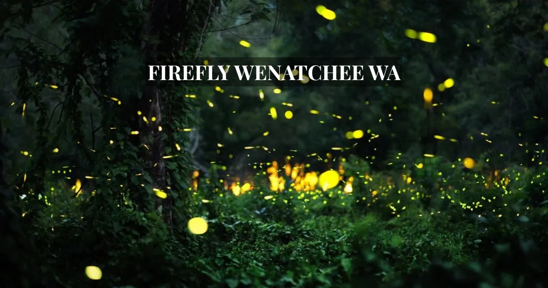 Firefly Wenatchee WA: A Complete Guide to the Technology Company Serving North Central Washington time technoplast screener